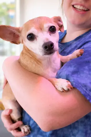 Sugar Chi thumbnail 3