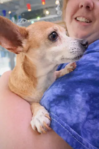 Sugar Chi thumbnail 4