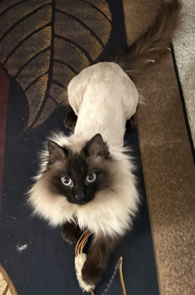 Babe and Lulu - Photo 2