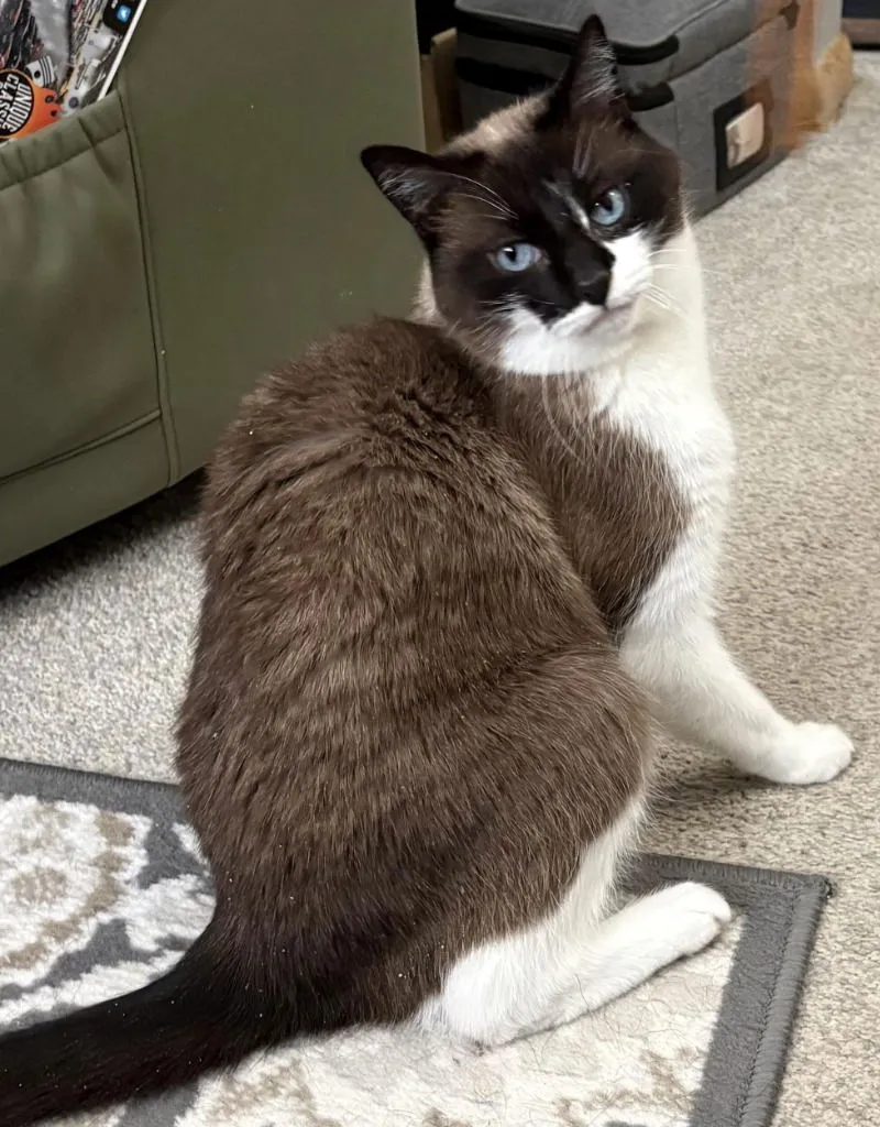 Babe and Lulu - Photo 3