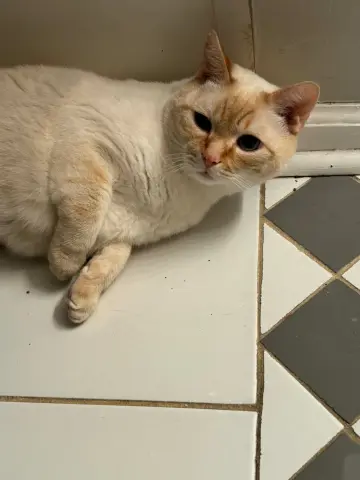 General Tso thumbnail 2