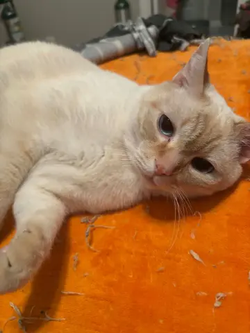 General Tso thumbnail 3