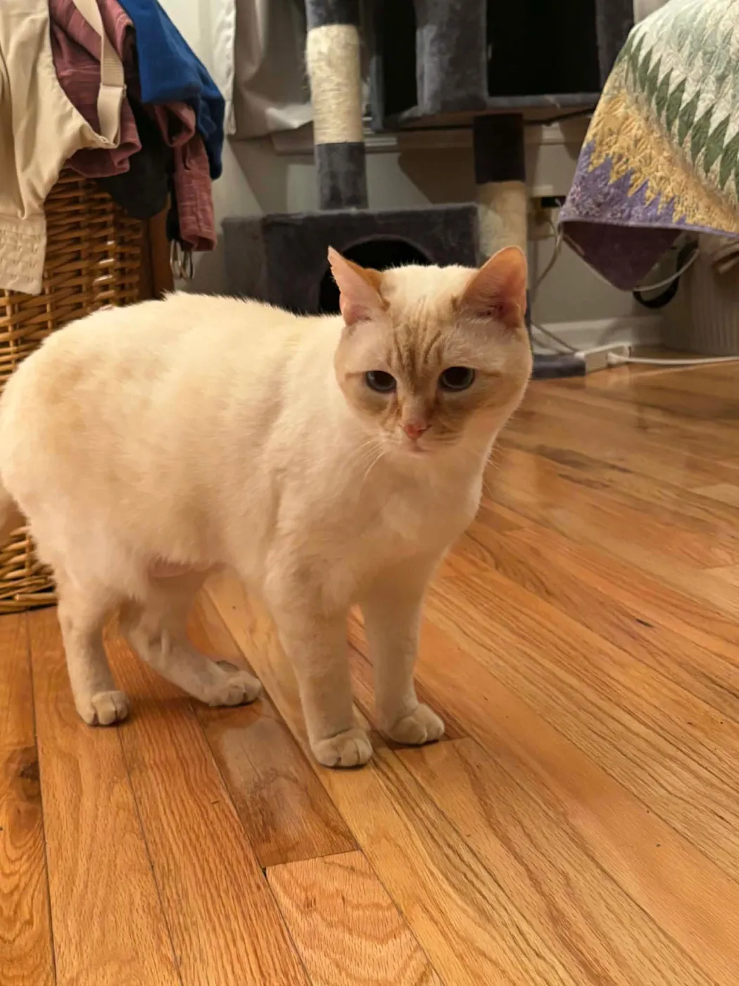 General Tso - Photo 4