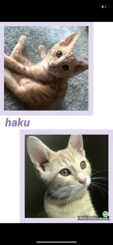 Haku