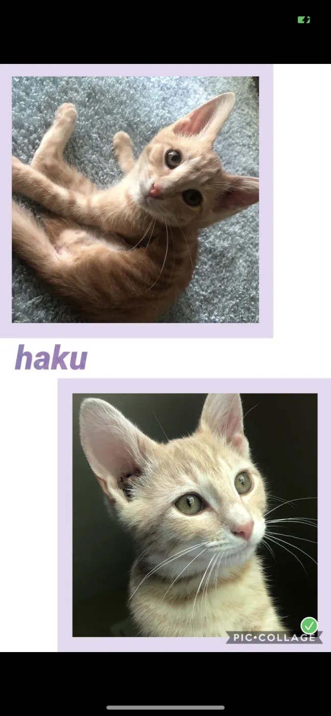 Haku - Photo 1