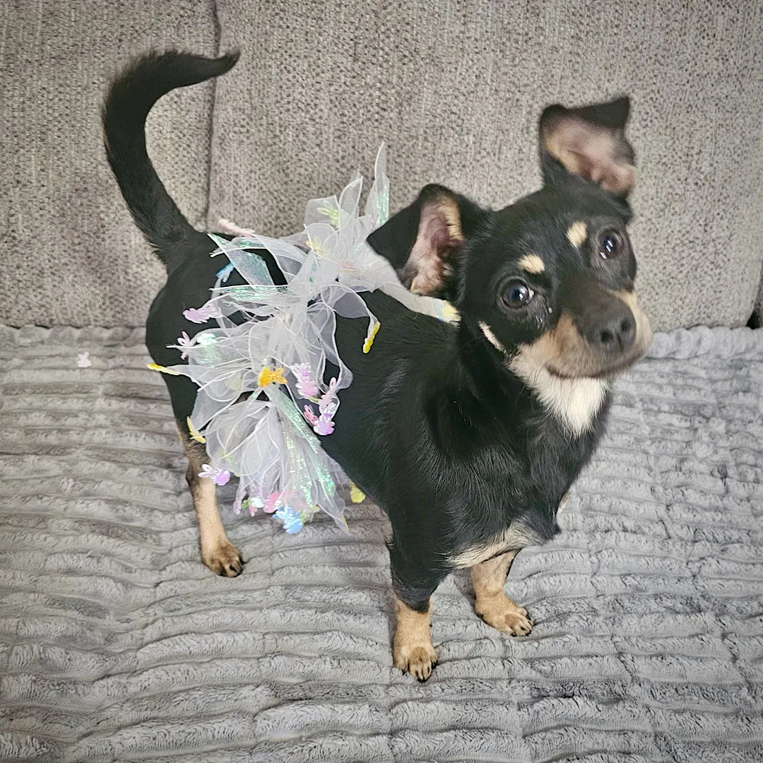 Toodle-Loo - Photo 1