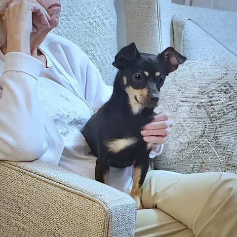 Toodle-Loo thumbnail 2