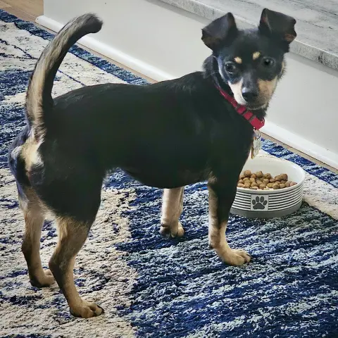 Toodle-Loo thumbnail 3