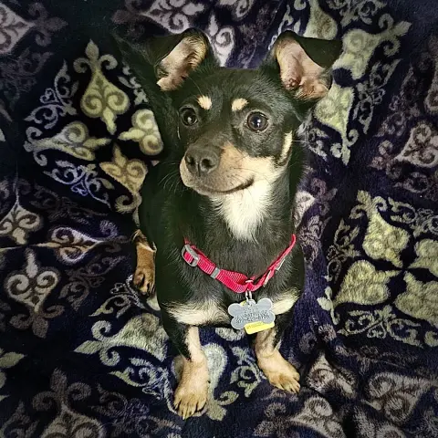 Toodle-Loo thumbnail 4