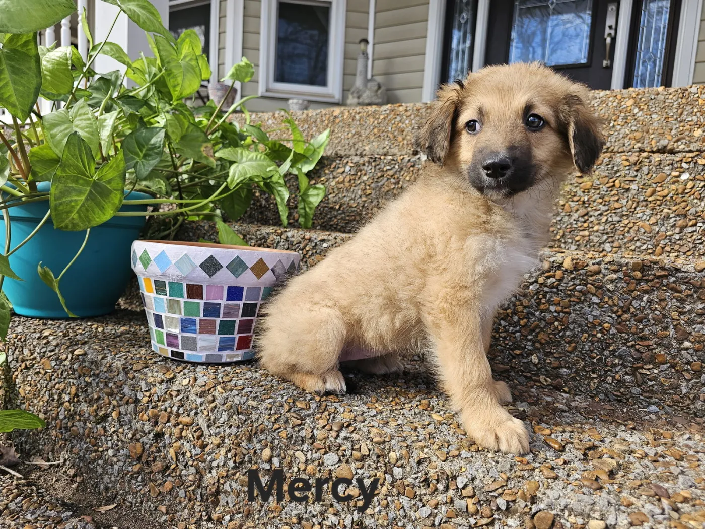 Mercy - Photo 3