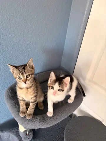 Hazelnut thumbnail 2