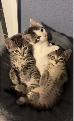 Hazelnut thumbnail 3