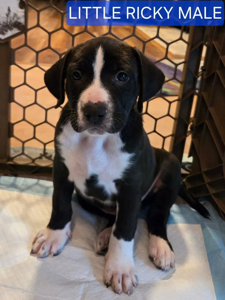 Little Ricky - Photo 1