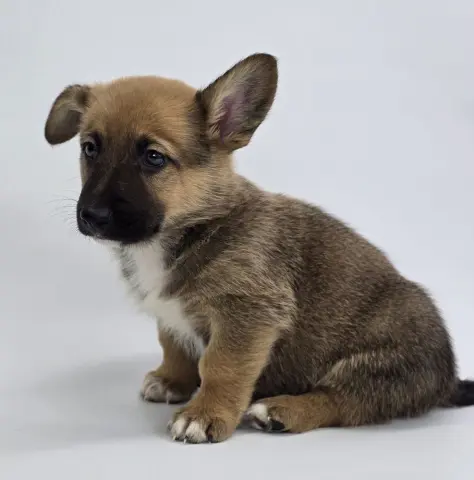 Butterscotch thumbnail 2