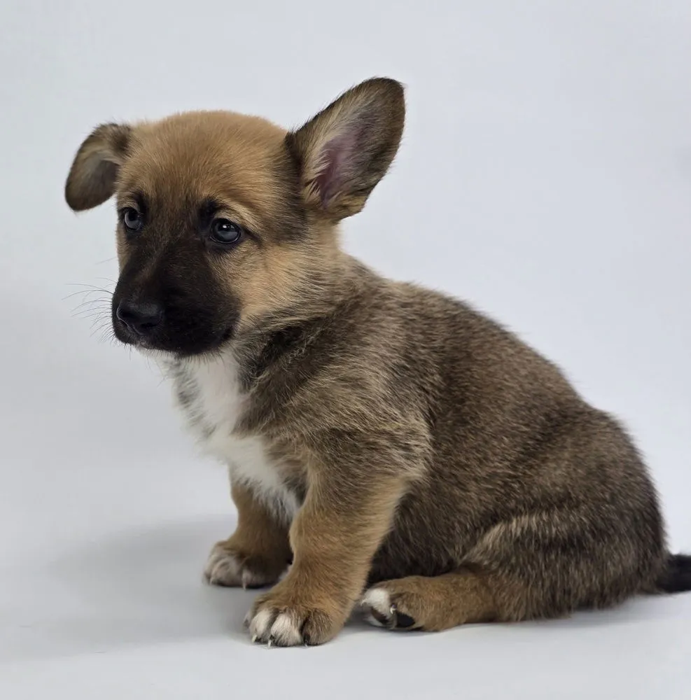 Butterscotch - Photo 2