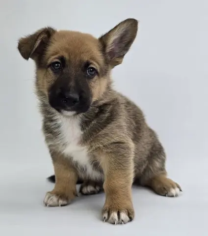 Butterscotch thumbnail 3