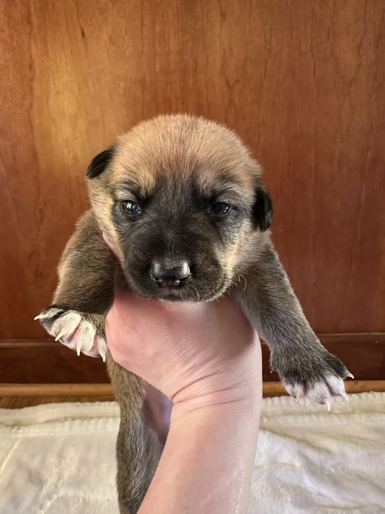 Butterscotch - Photo 4