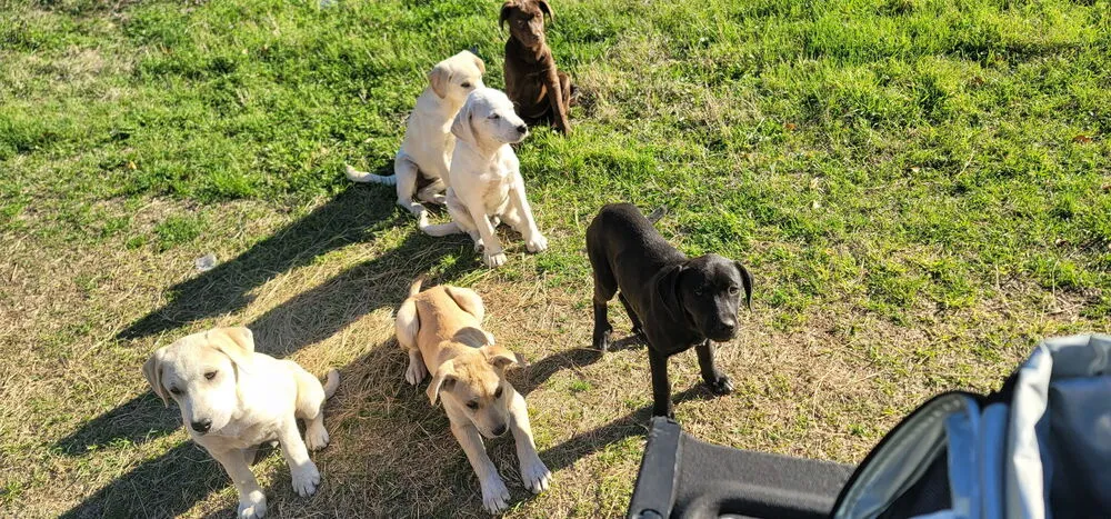 Huckleberry - Photo 3