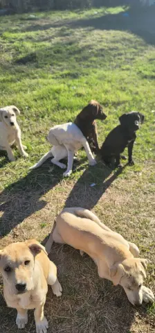 Huckleberry thumbnail 4