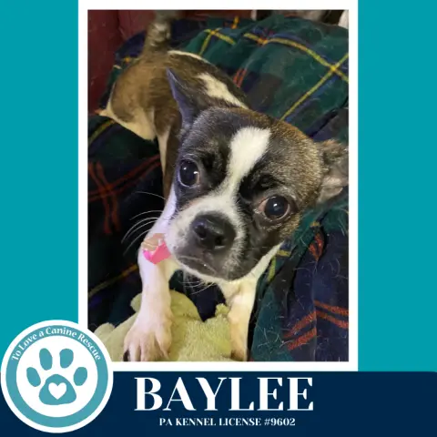 Baylee thumbnail 3