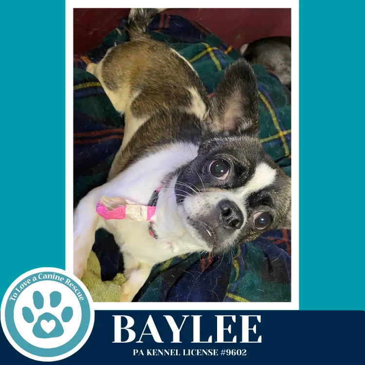 Baylee - Photo 4