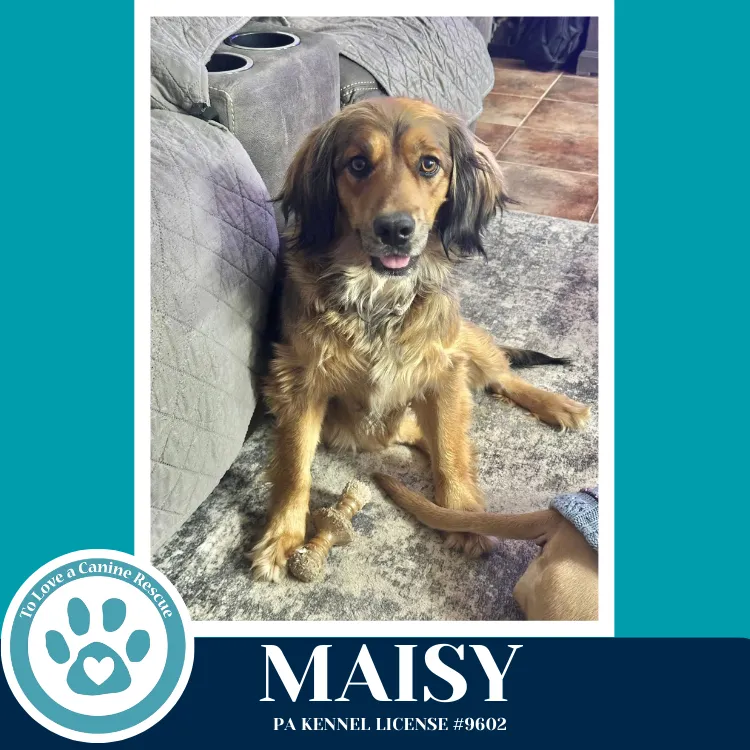 Maisy - Photo 1