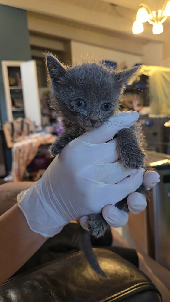 Virgin Atlantic - Photo 1