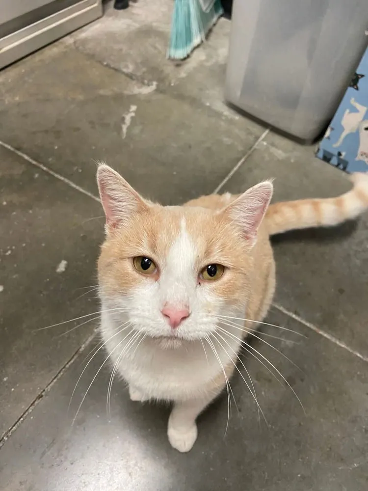 Carrot Cake - Photo 1