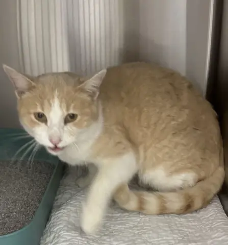 Carrot Cake thumbnail 2