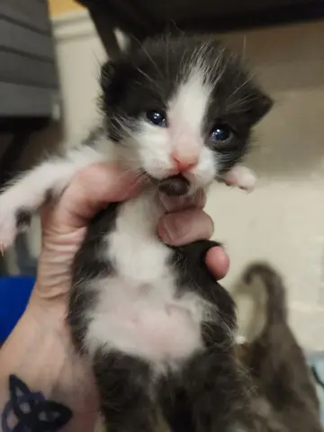 Wolfgang thumbnail 4