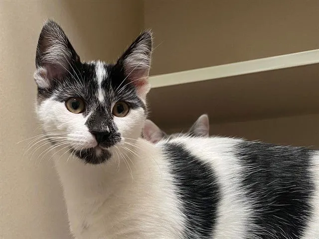 Prairie Dawn - Photo 1