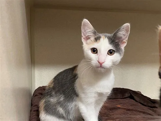 Miss Noodle - Photo 1