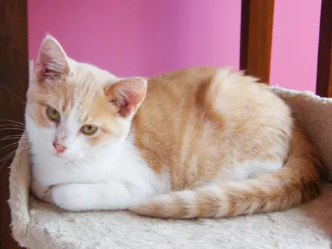 Pineapple thumbnail 2