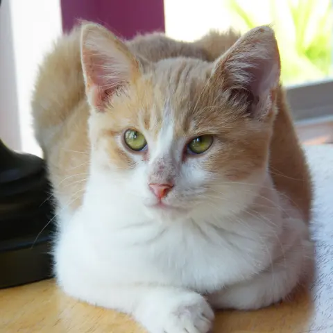 Pineapple thumbnail 4