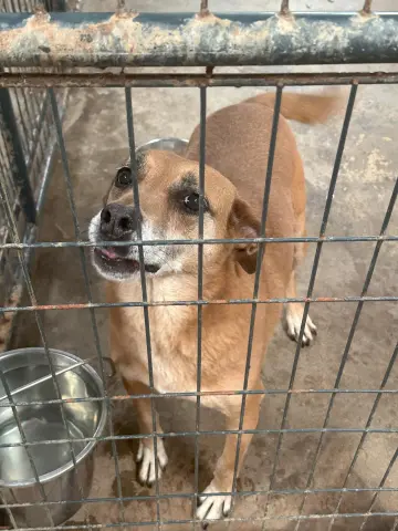 Coco Puff thumbnail 2