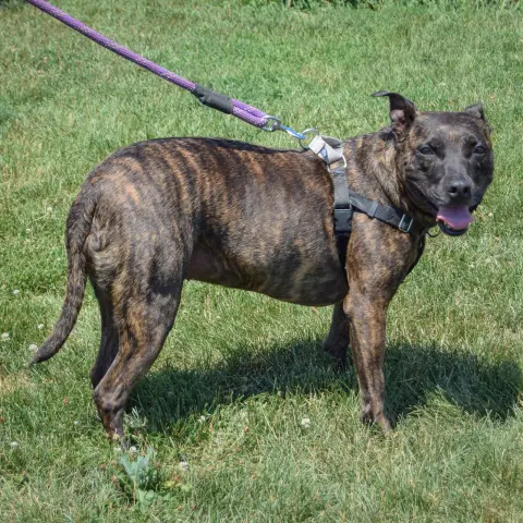 Tigereye thumbnail 3