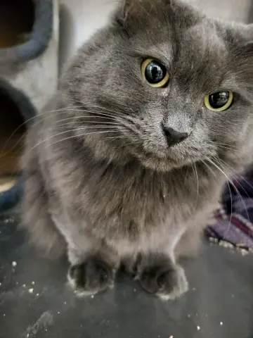 Dextra & Yoda thumbnail 2