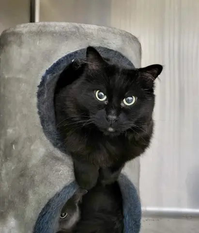 Dextra & Yoda thumbnail 3