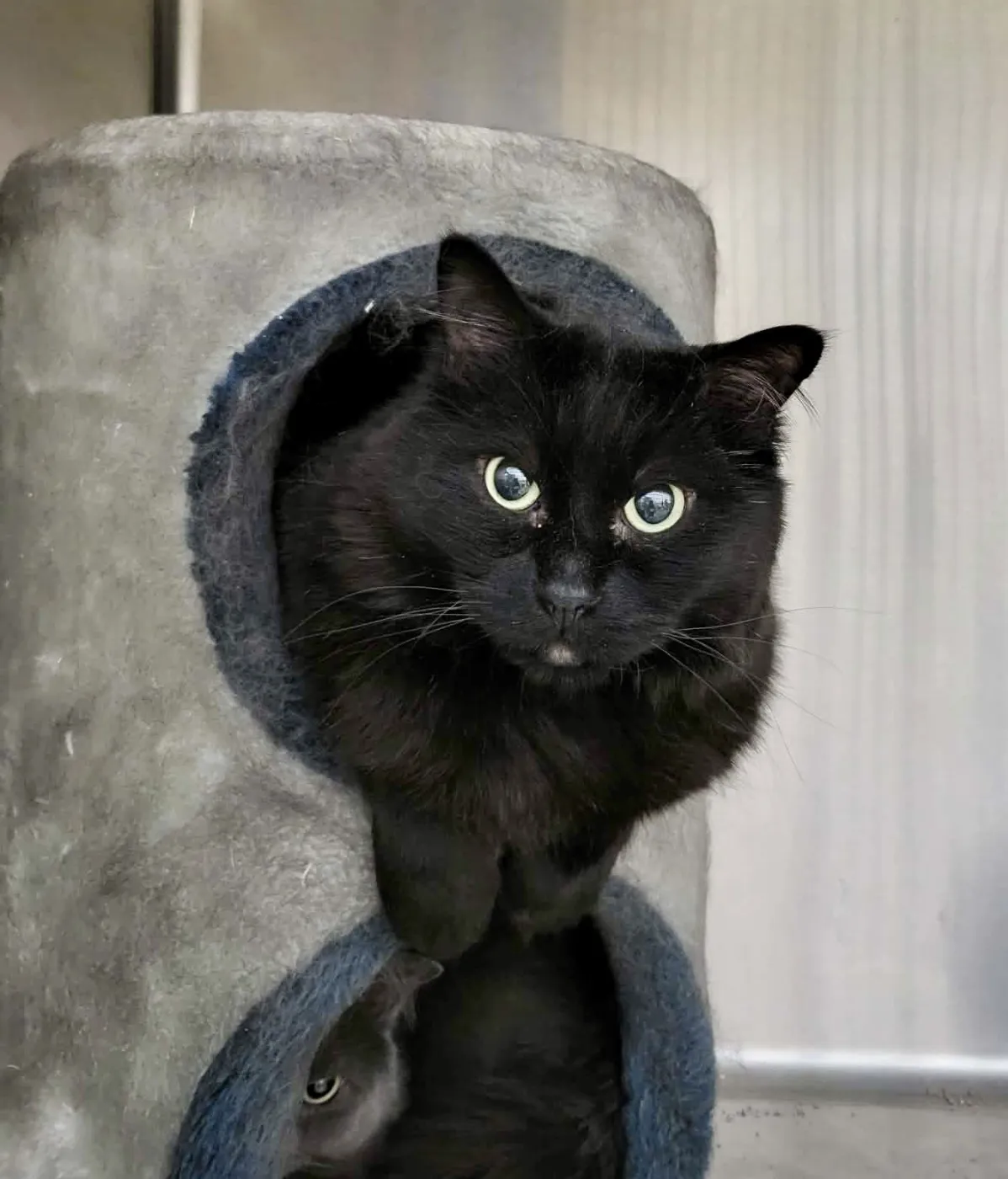 Dextra & Yoda - Photo 3