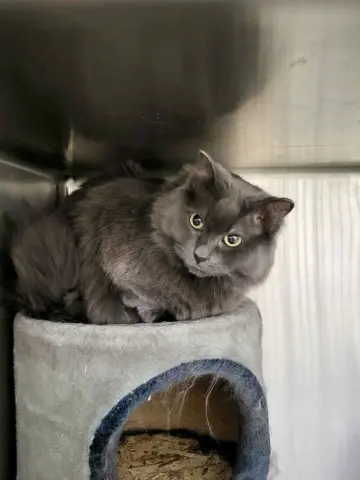 Dextra & Yoda thumbnail 5