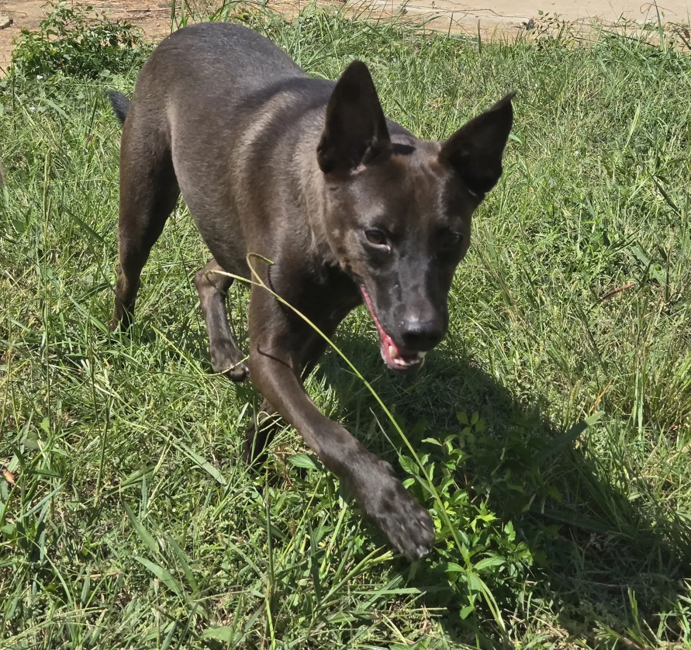 Casey Jones - Photo 3