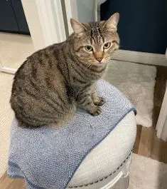 Stargazer thumbnail 2