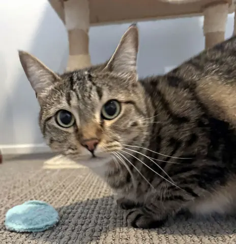 Stargazer thumbnail 4