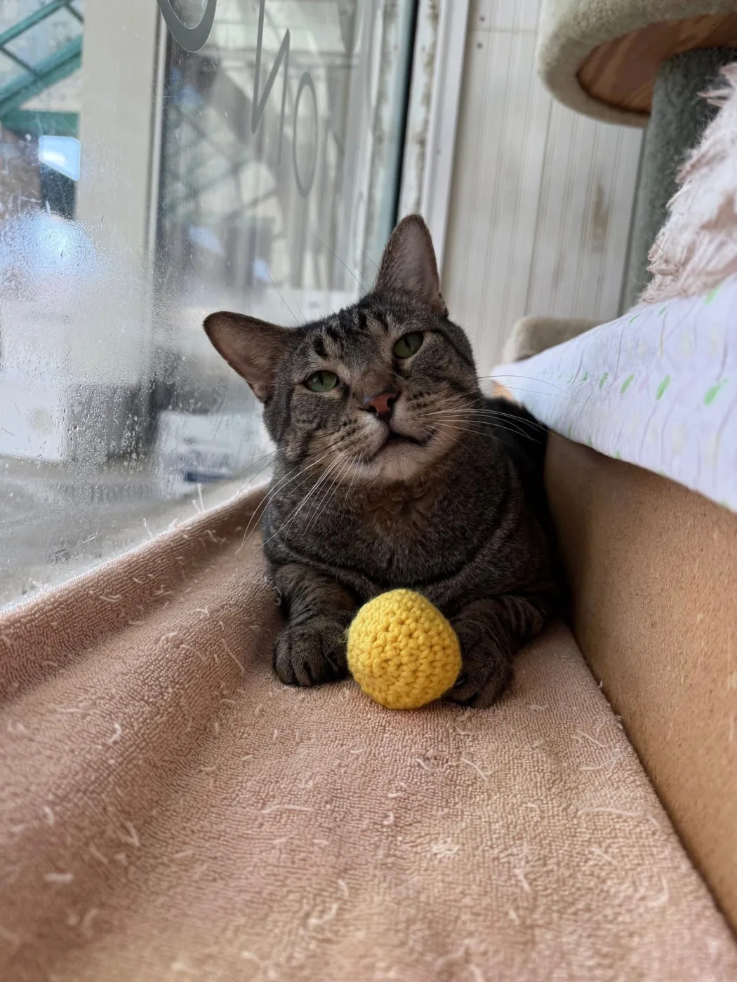 French Hen - Photo 1