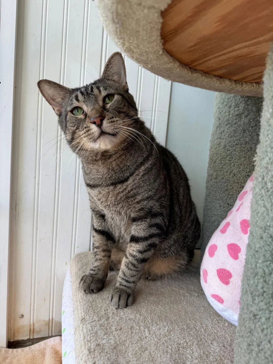 French Hen - Photo 2