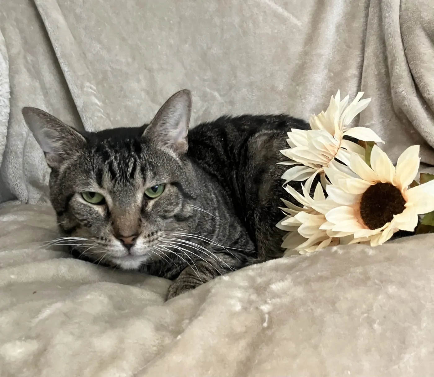 French Hen - Photo 3