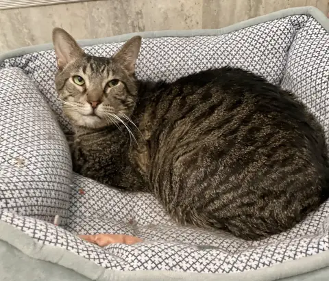 French Hen thumbnail 4