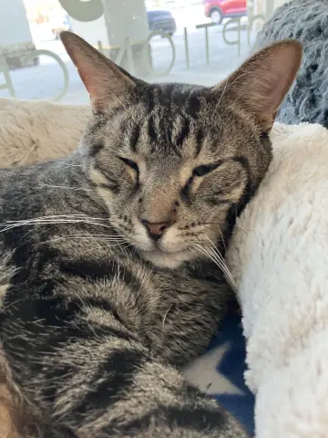 French Hen thumbnail 5