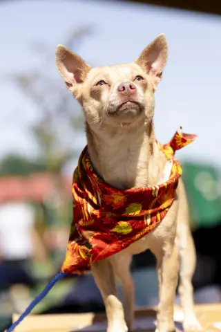 Penny Lee thumbnail 4