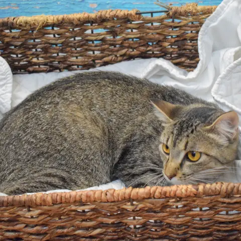 Savannah thumbnail 4